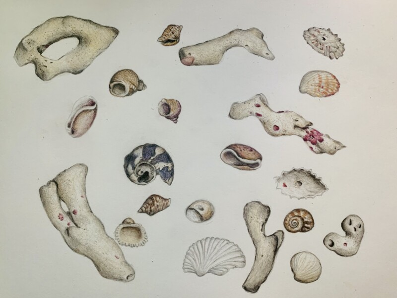 a-shell-a-day-puerto-rico