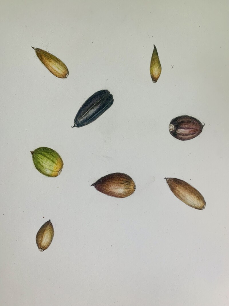 an-acorn-a-day