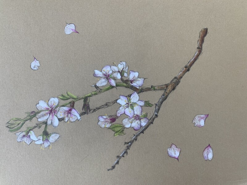 cherry-blossoms