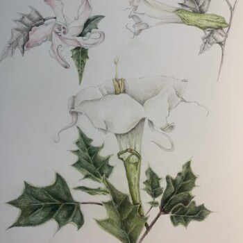 datura-flower