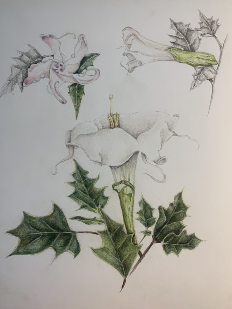 datura-flower