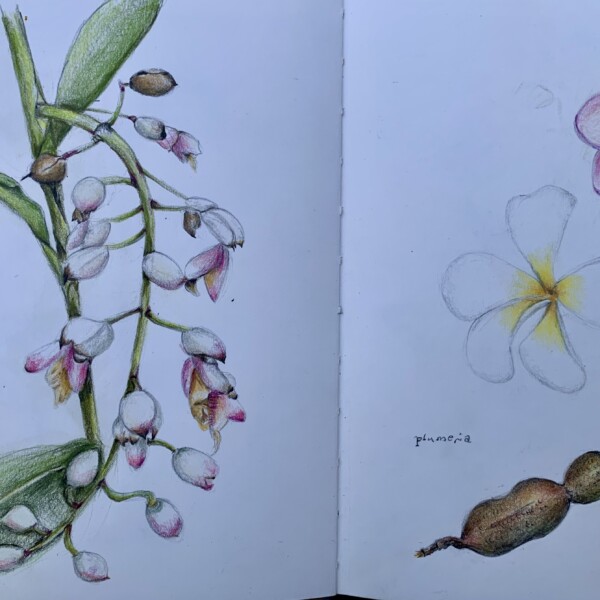 kauai nature journal 1