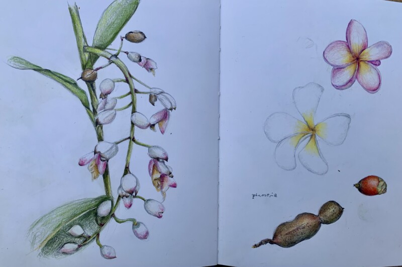 kauai-nature-journal-1