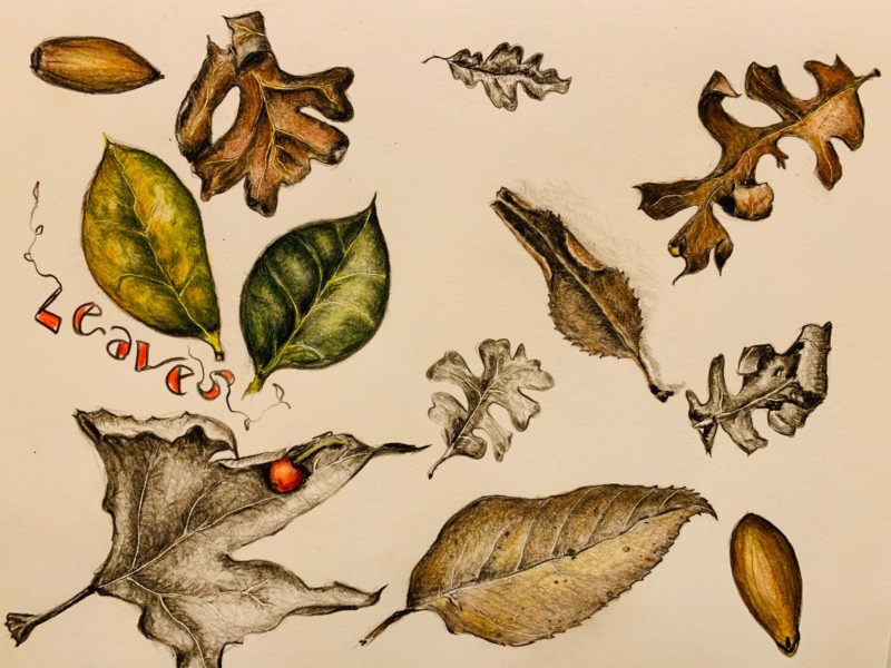 leaves-10