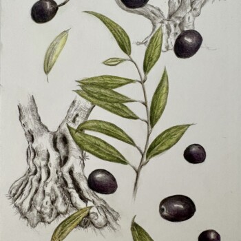 olive-study-yountville
