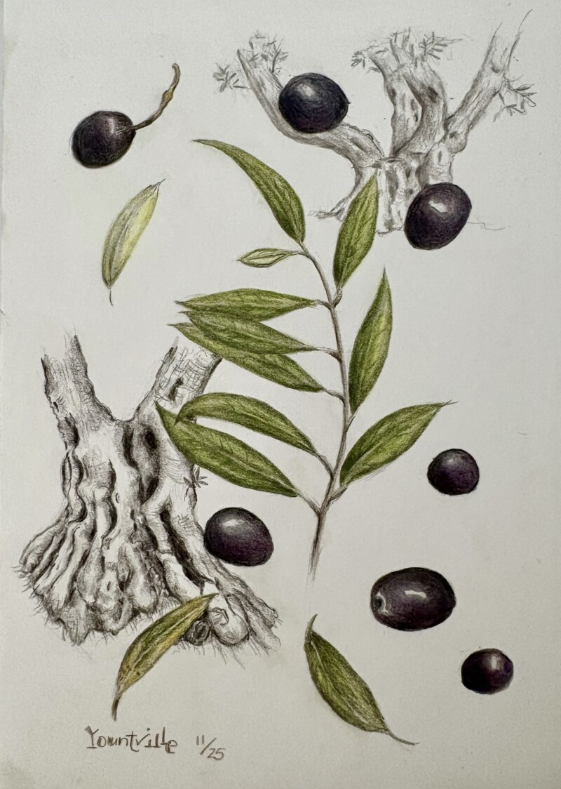 olive-study-yountville