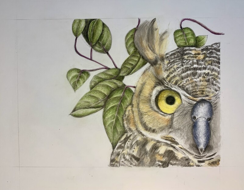 owl-2024