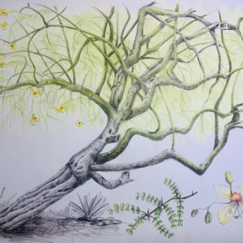 palo-verde-tree