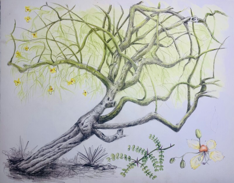 palo-verde-tree