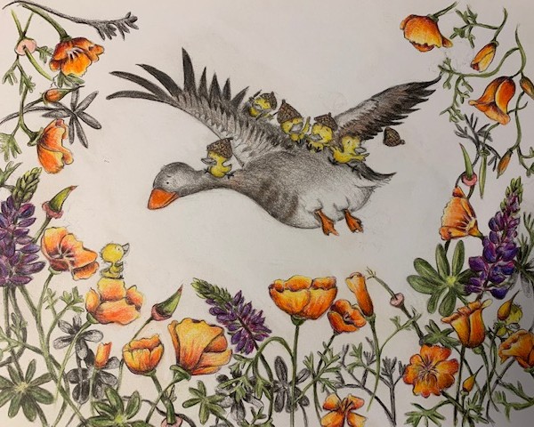 pato and poppies
