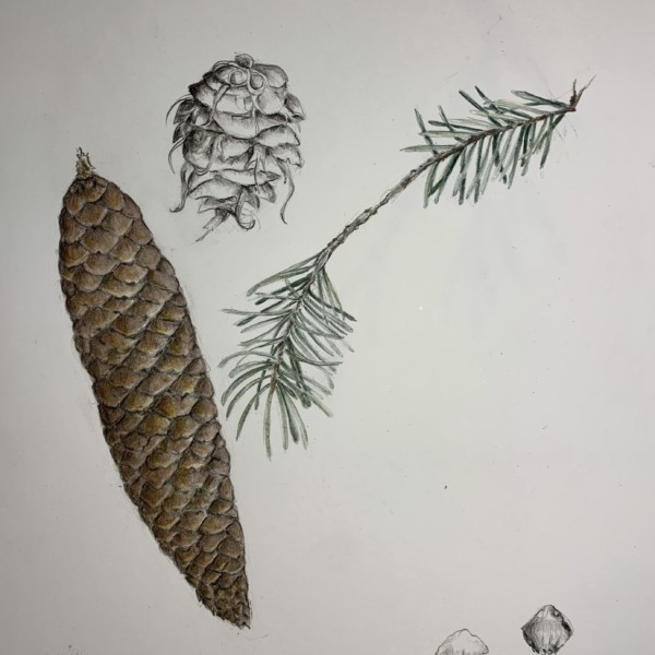 pine cone workshop