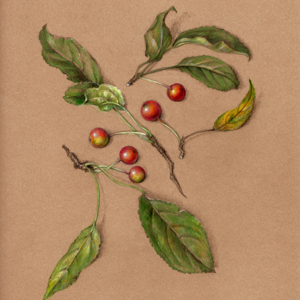 Crabapples on Kraft Paper