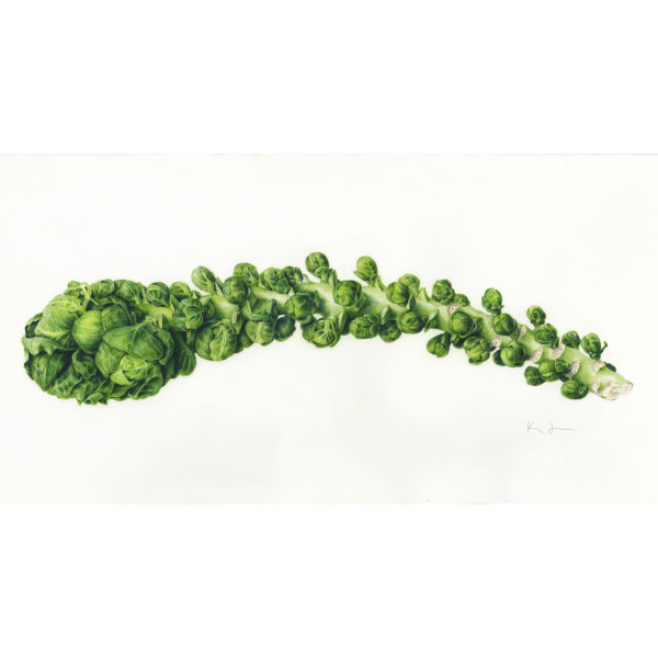Lyness_Brassica oleracea