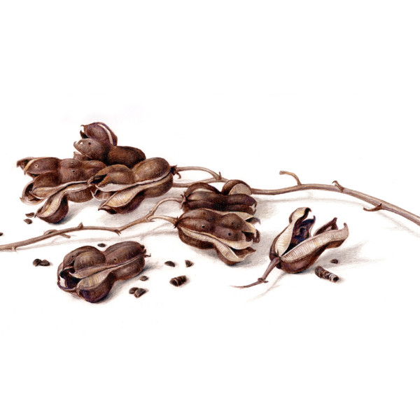 Lyness_Yucca seed pod