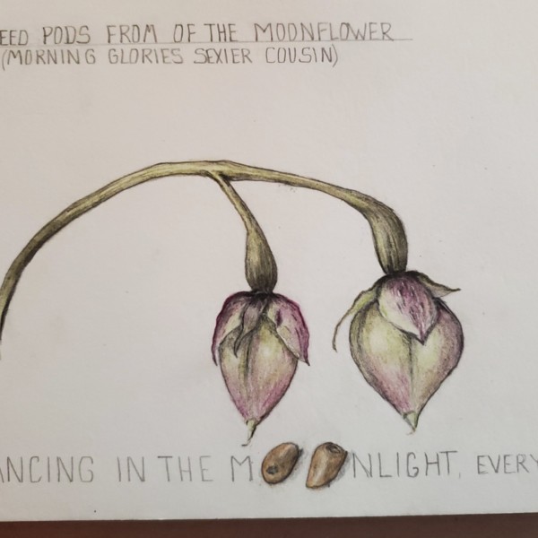 Moonflower seed pod