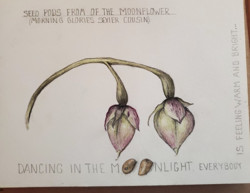moonflower-seed-pod