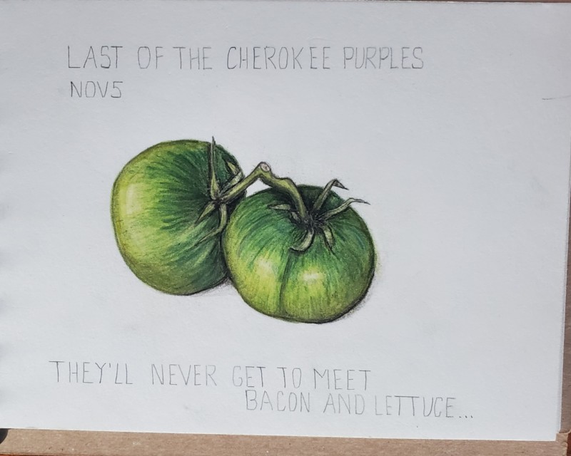 november-tomatoes