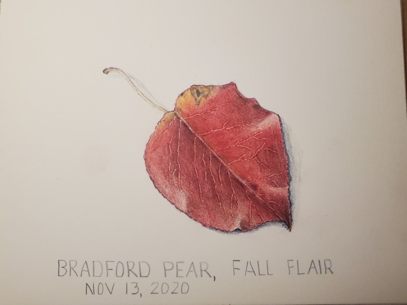 bradford-pear