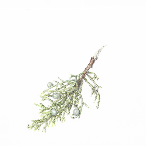 juniper 1
