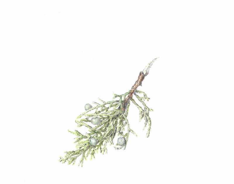 juniper-1