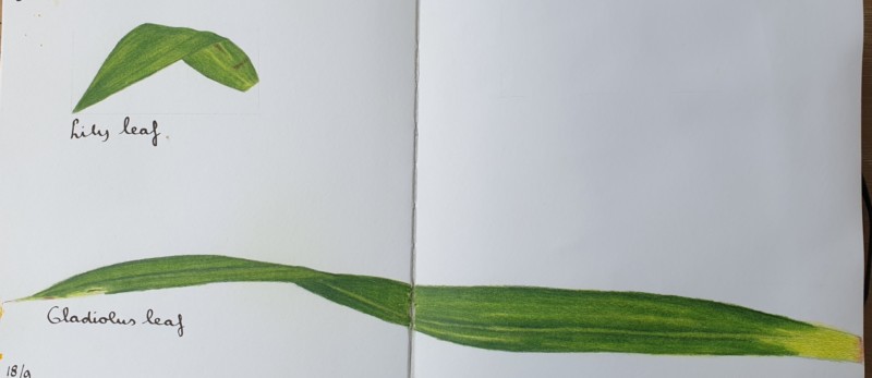 leaves-8