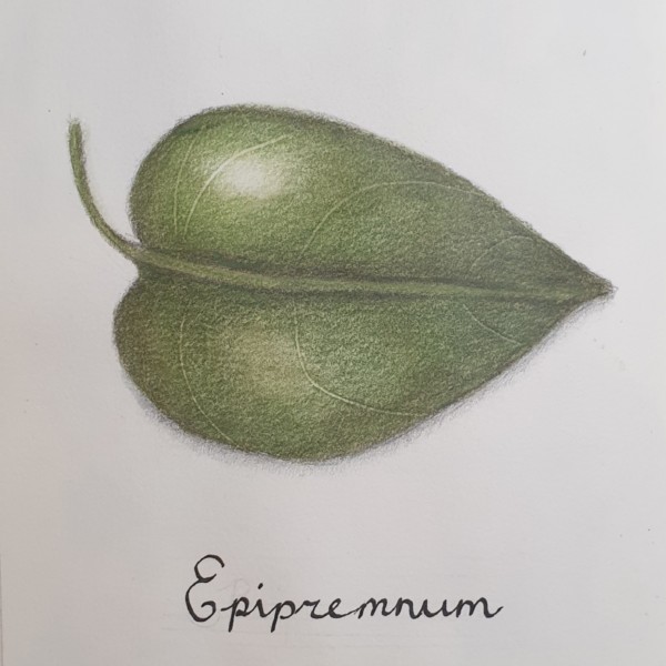 Epipremnum