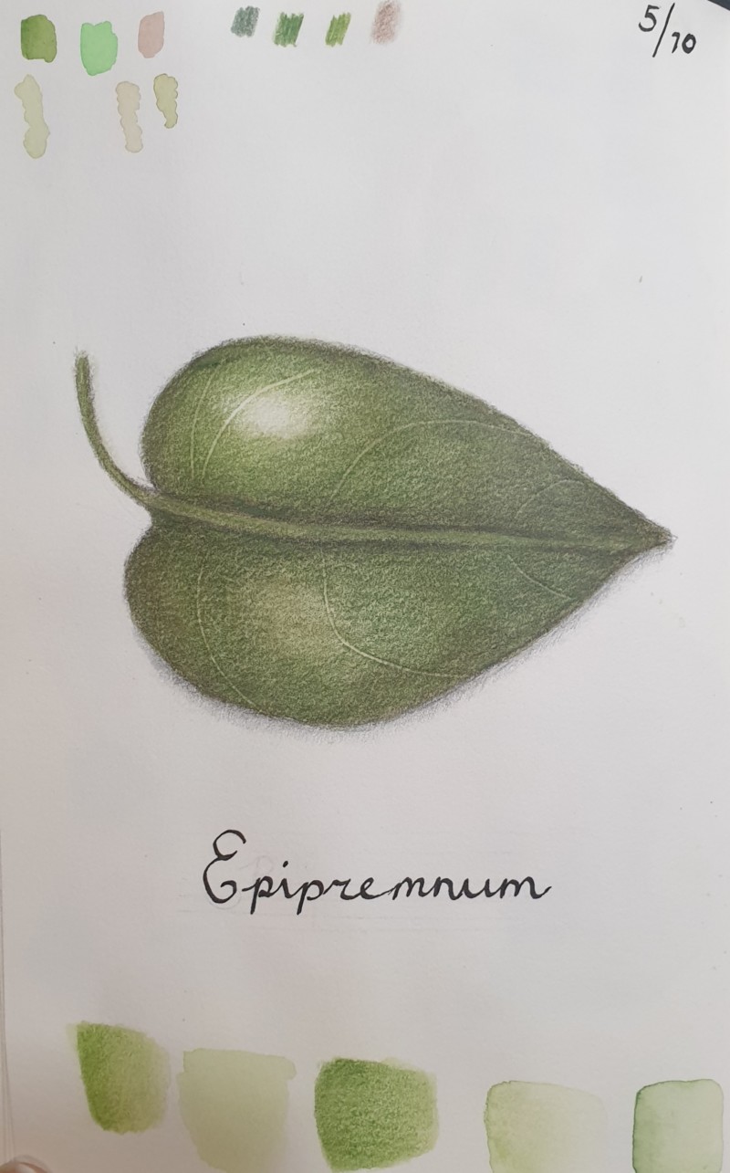 epipremnum