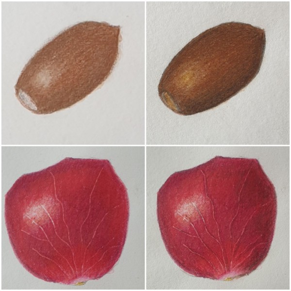 petal and acorn