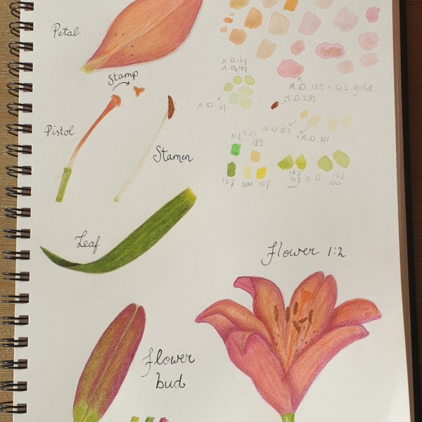 study page Lily 1