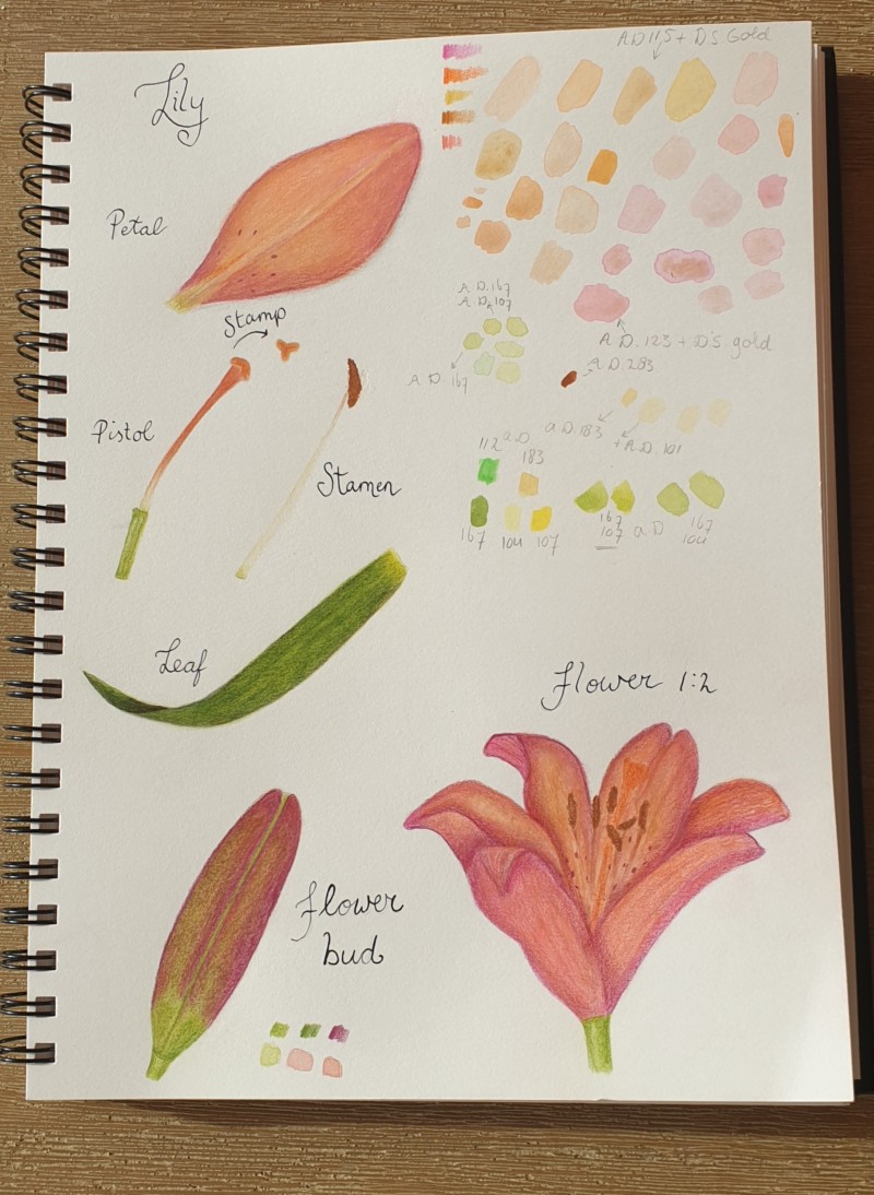 study-page-lily-1