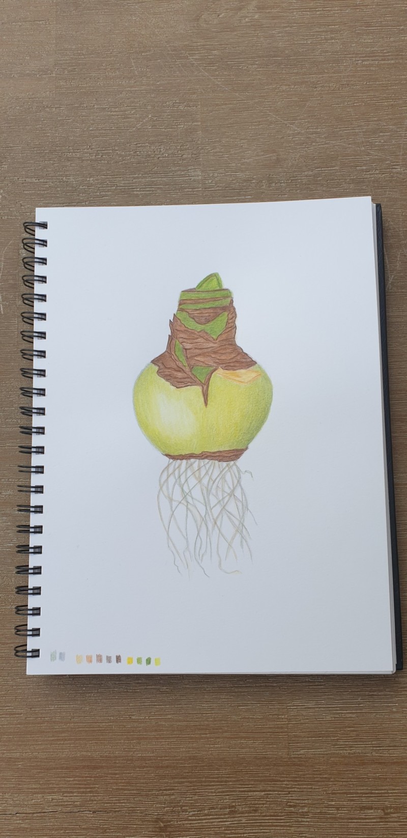 amaryllis-bulb-5