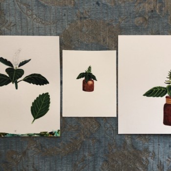 k_vartan_tulsi_basil_august2020