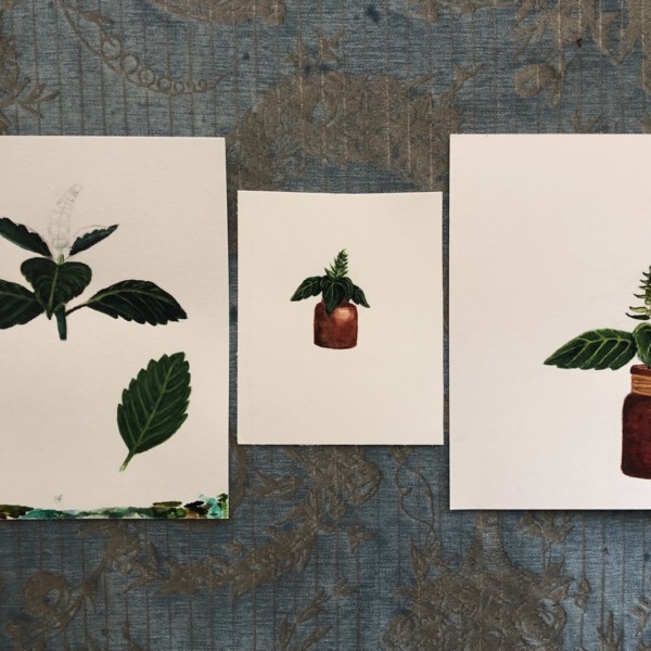 K_Vartan_Tulsi_Basil_August2020