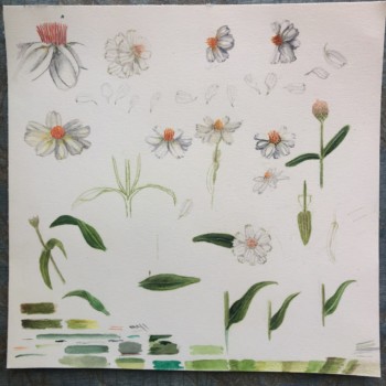 crystal_white_zinnia_practicepage_kvartan_sept20