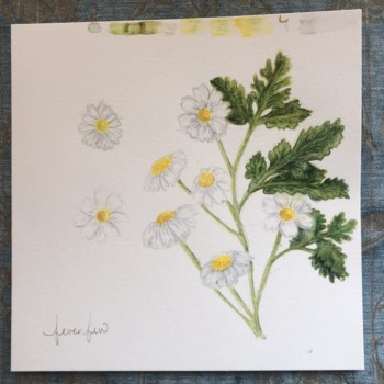 feverfew_kvartan_82020