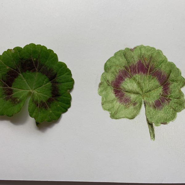 Geranium leaf