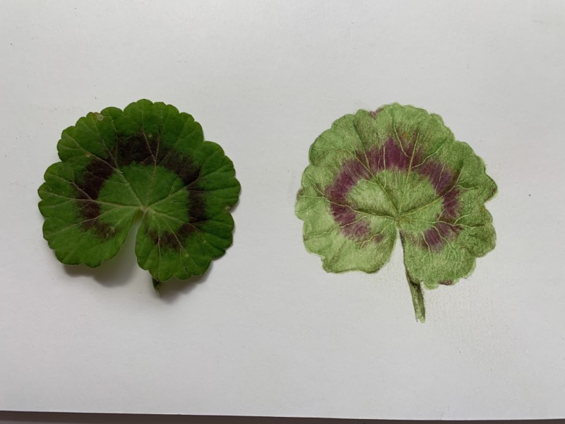 geranium-leaf-2