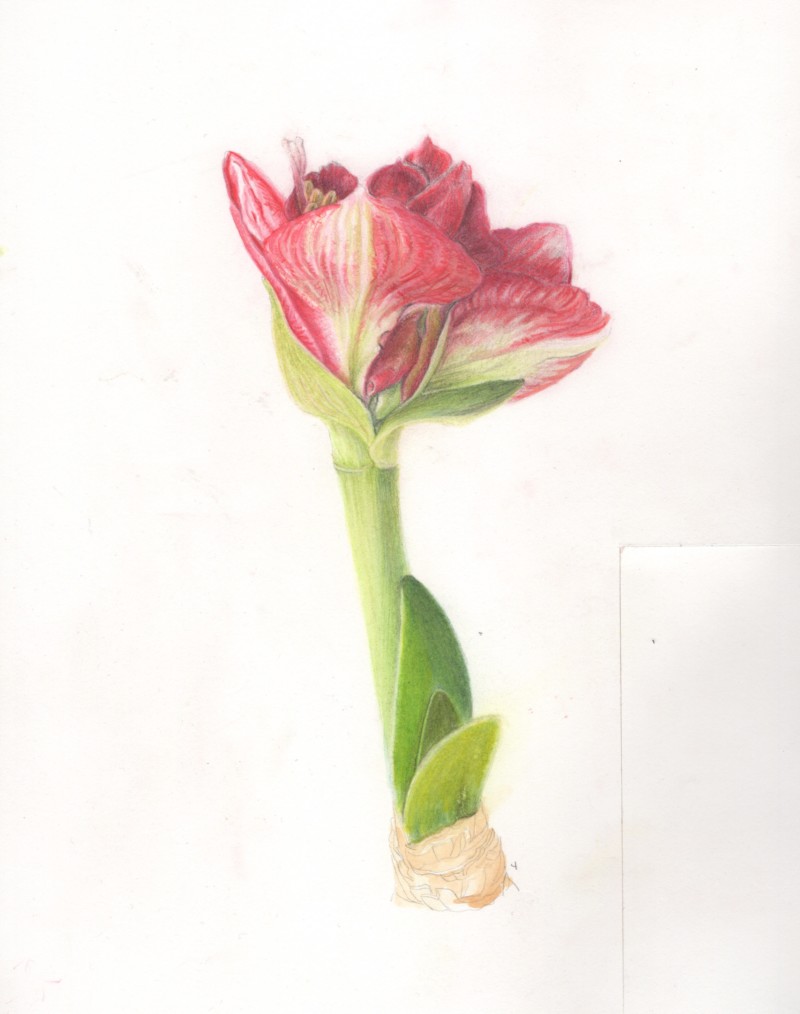 amaryillis3