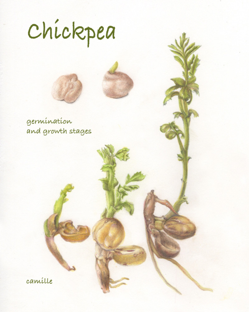 chiclpea