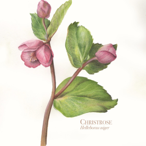 Christrose_HelleborusNiger