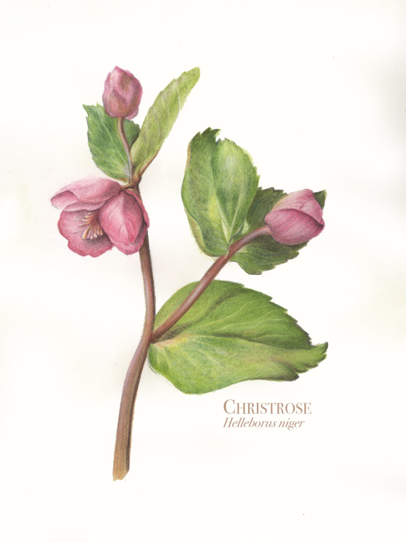 christrose_helleborusniger