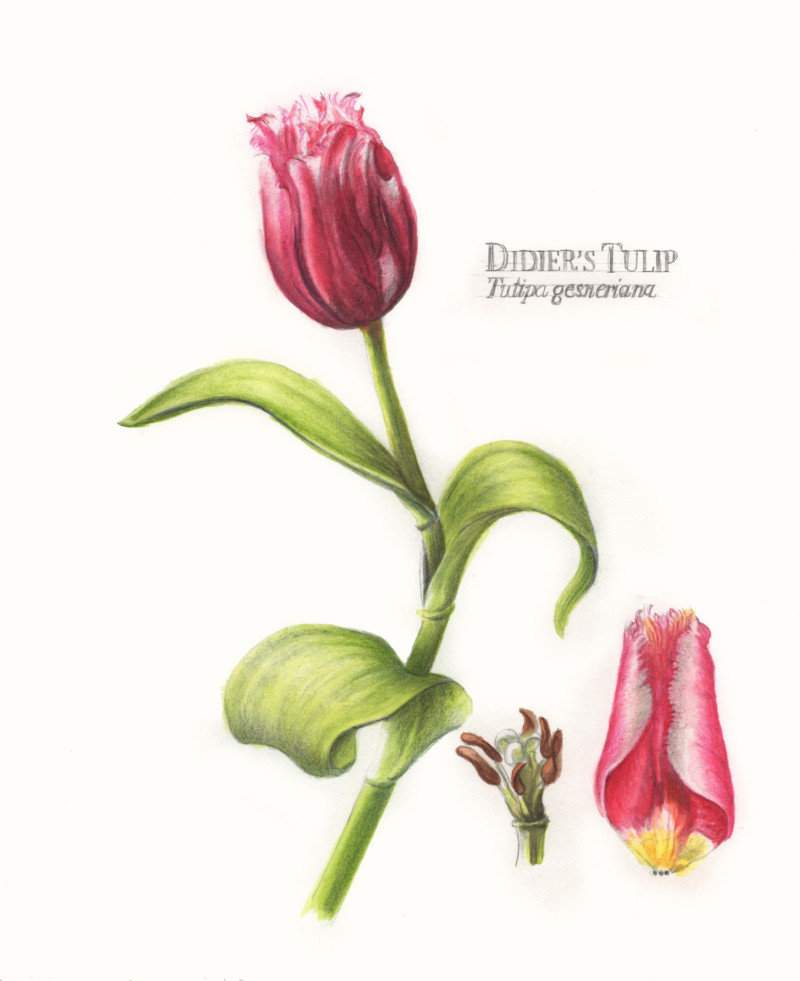 tulip