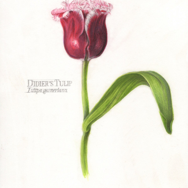 Tulip_single