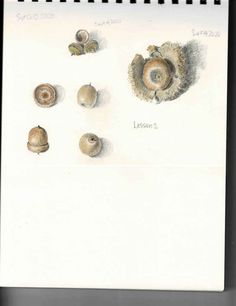 lesson-2-acorns_000002