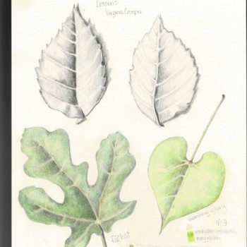 lesson-3-leaves_000003