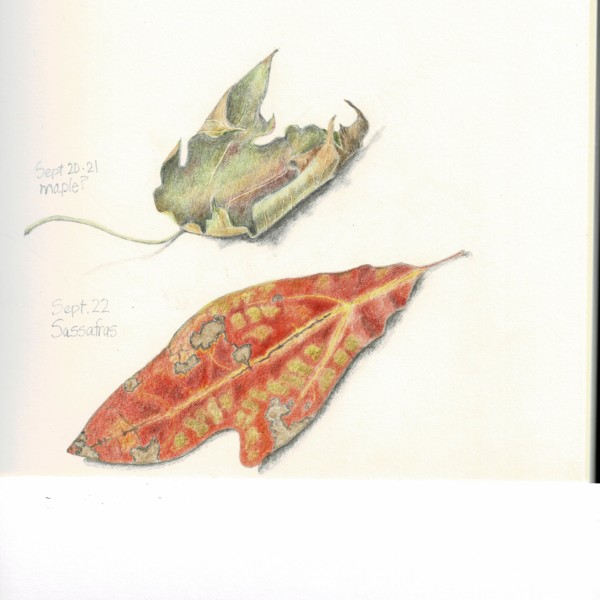 MORE LEAVES_000004