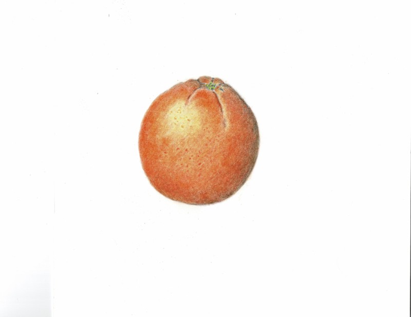 orange1_000008