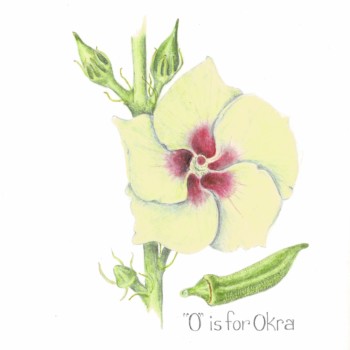 okra-blossom_000012