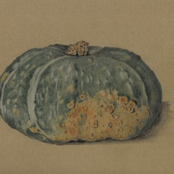 buttercup-squash_000013