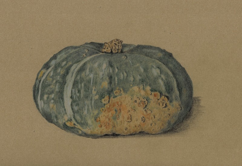 buttercup-squash_000013